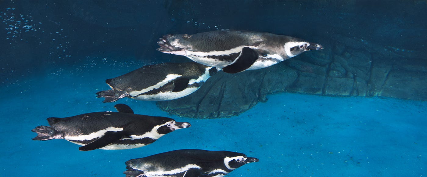 Caring for Aquatic Life, Safeguarding Water Environments
