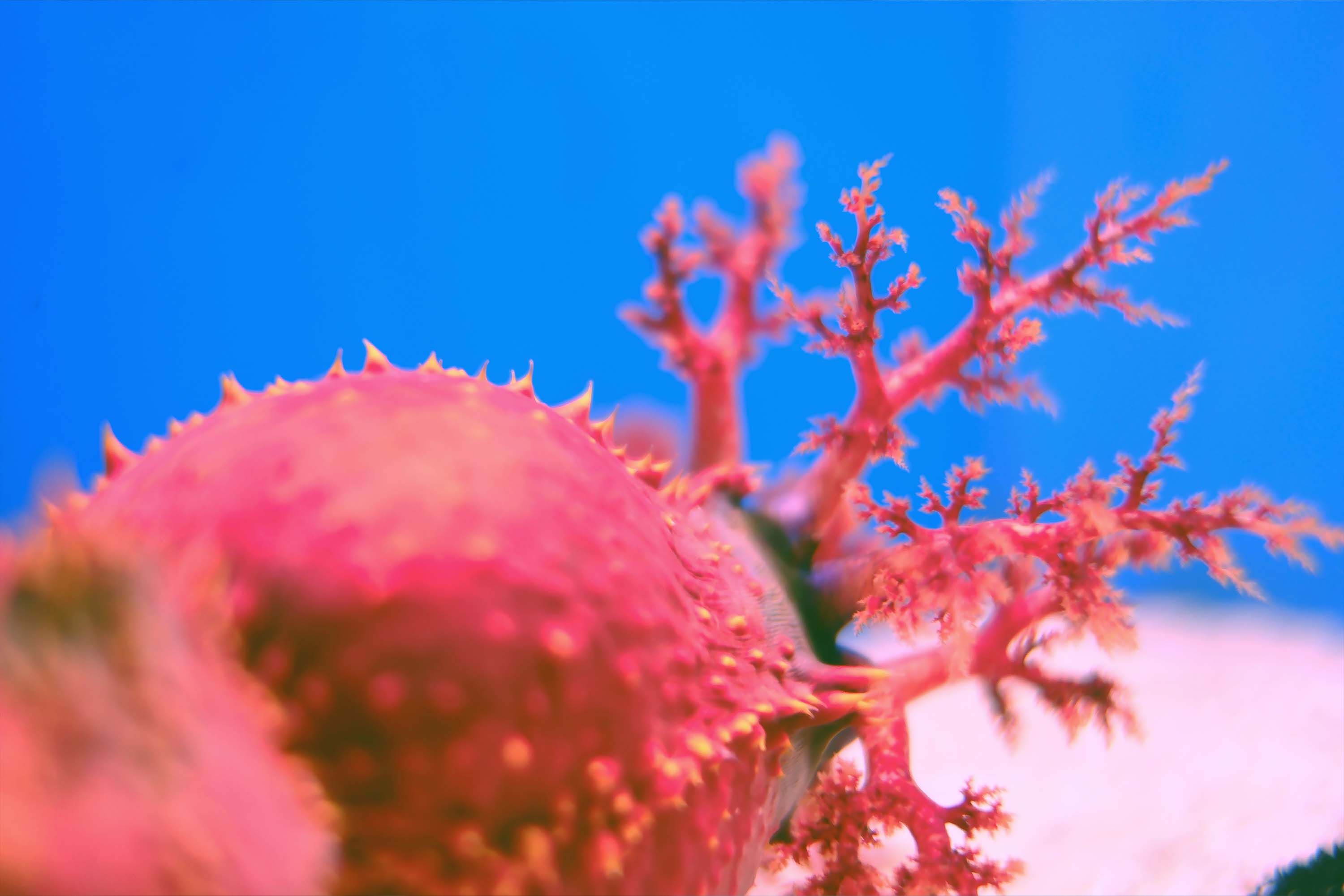 海苹果