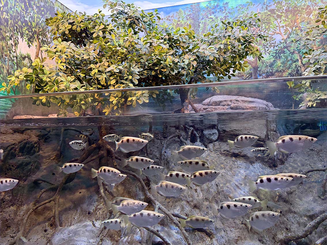 Coastal Guardians — Mangroves