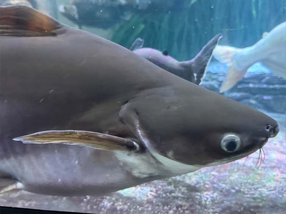 Albino iridescent shark catfish