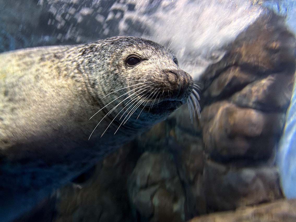 Spotted Seal