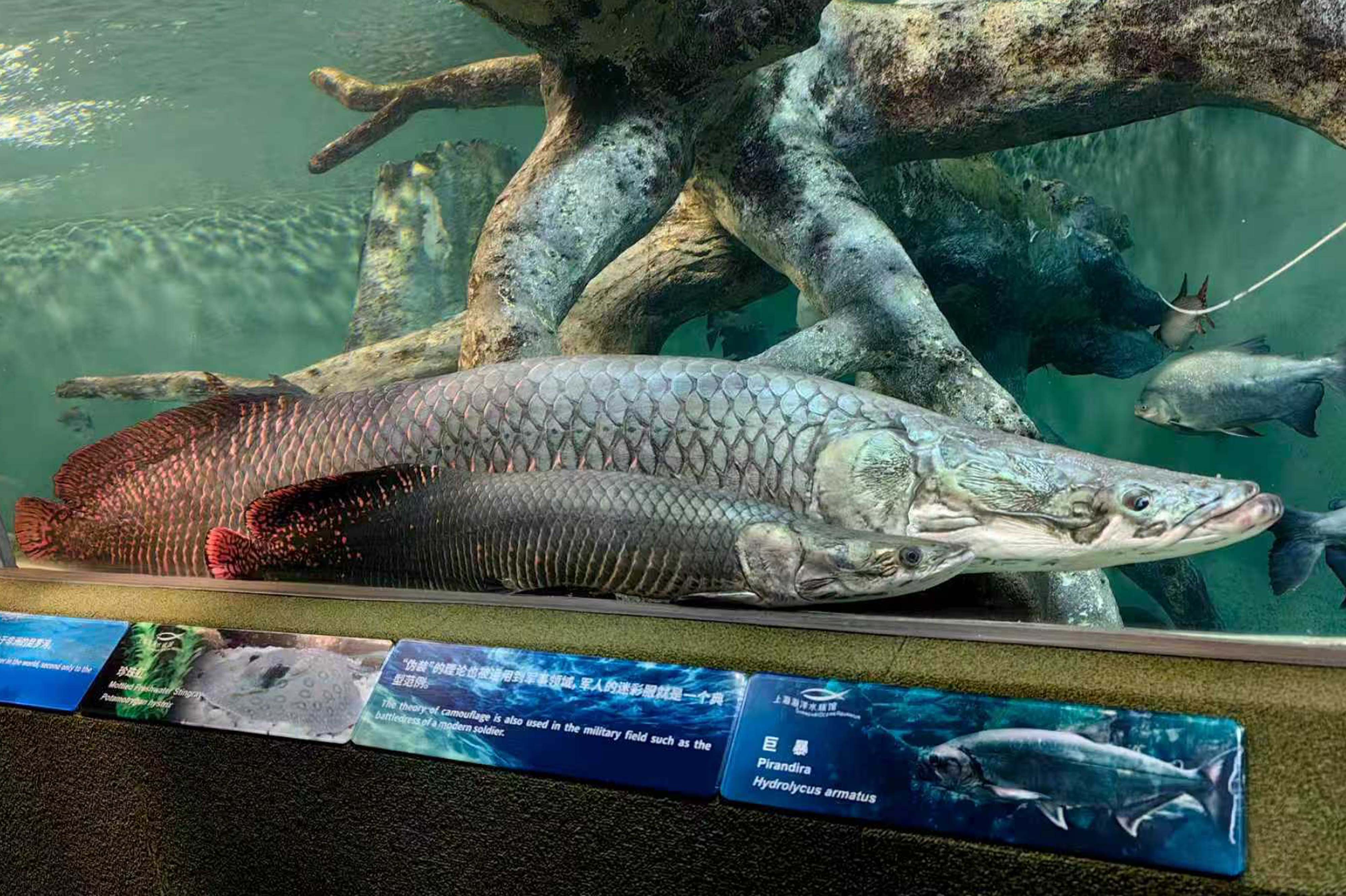Arapaima