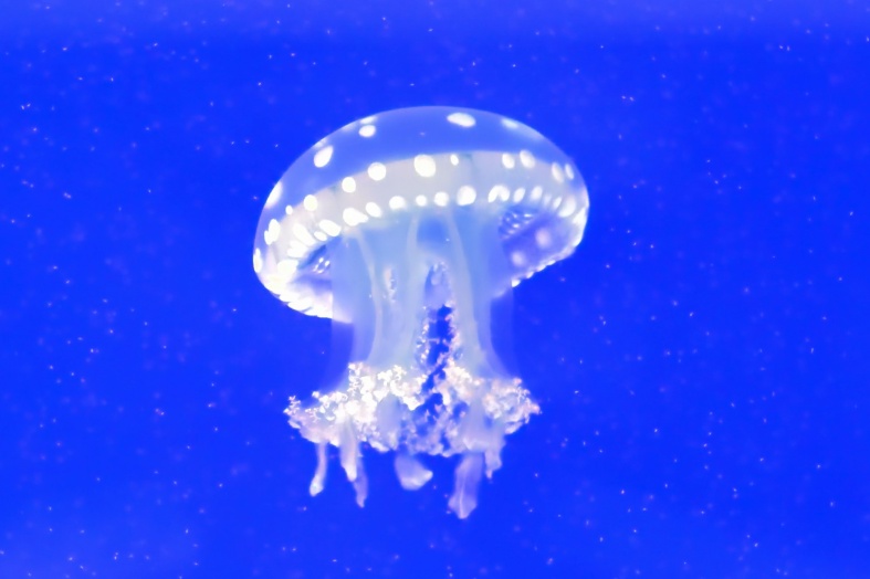 3. 巴布亚硝水母.jpg 3. 巴布亚硝水母.jpg